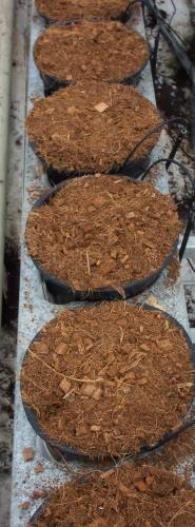 Why Use Coir as a Growing Medium