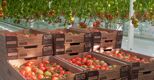 Wholesum Harvest: America's first Fair Trade certified farm