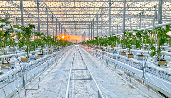 Canadian Greenhouse Conference